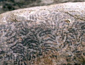 snail feeding marks on tree bark