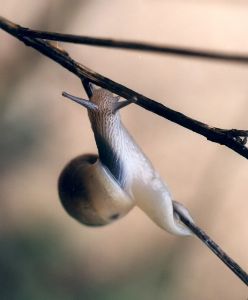 terrestrial snail