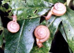 terrestrial snails on passionvine leaves