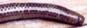 Texas blind snake