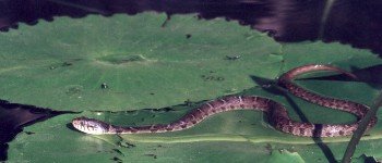 blotched water snake on lily pads