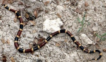 coral snake