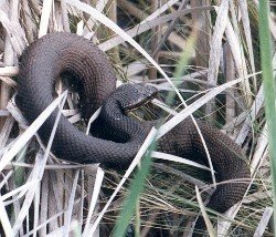 water moccasin