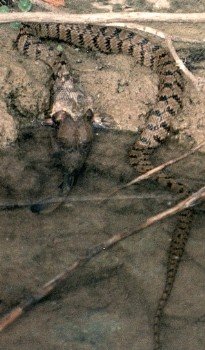 diamondback water snake eating fish