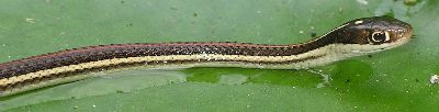 redstripe ribbon snake