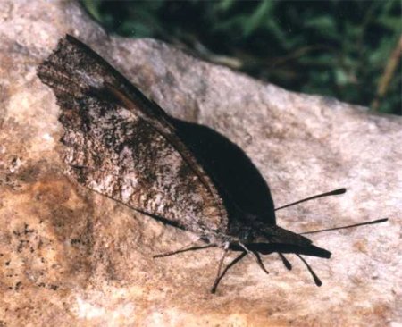 female snout butterfly