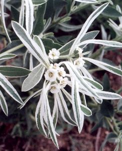 snow-on-the-prairie blossoms & leaves