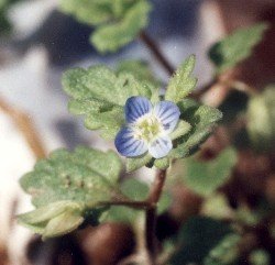 Persian speedwell