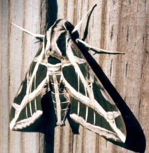 vine sphinx moth