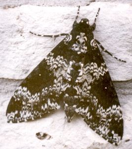 rustic sphinx moth
