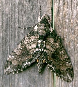 Carolina sphinx moth