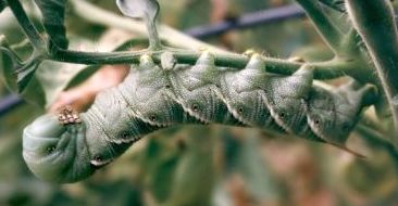 tomato or tobacco hornworm