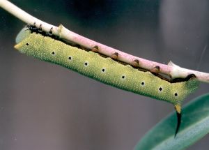 vine sphinx caterpillar, green morph