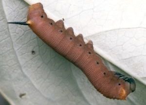 vine sphinx caterpillar, purple morph
