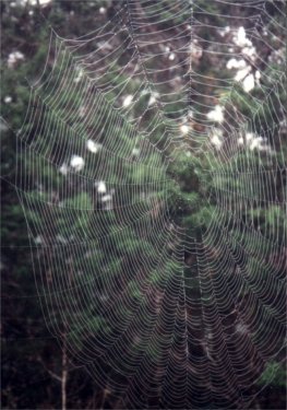 orb-weaver spider web