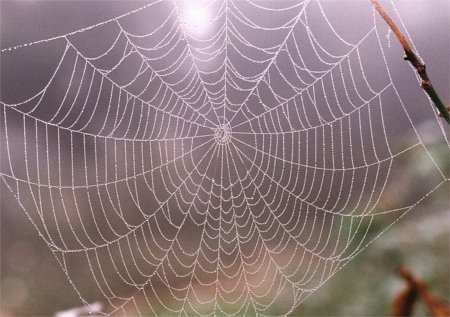 dew-covered orb-weaver spider web