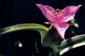 spiderwort of unknown species