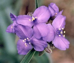 spiderwort of unknown species