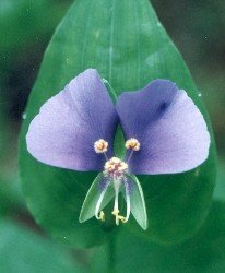 false dayflower