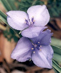 spiderwort of unknown species