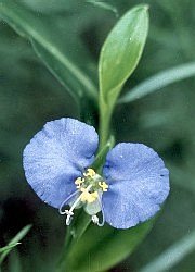 slender dayflower