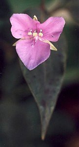 green & purple spotted Wandering Jew