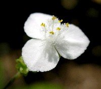 bridal veil flower