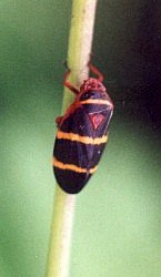 two-lined spittlebug