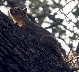 fox squirrel