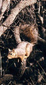 fox squirrel