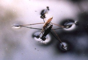 water strider