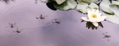 water striders & white water lily