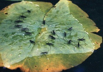 water striders on lily pad