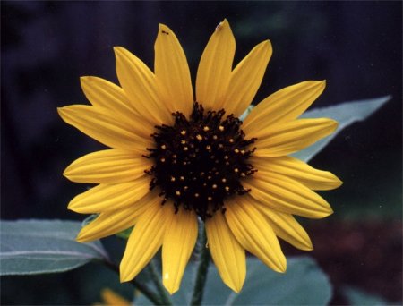 common sunflower