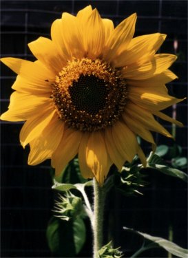 cultivated sunflower