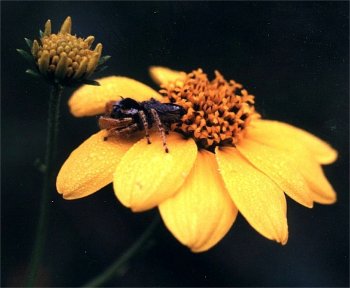 jumping spider on plateau golden-eye