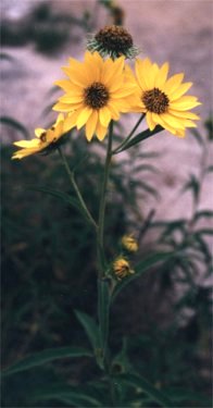 Maximilian sunflower