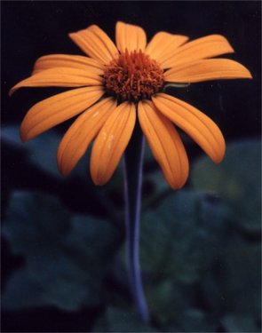 Mexican sunflower