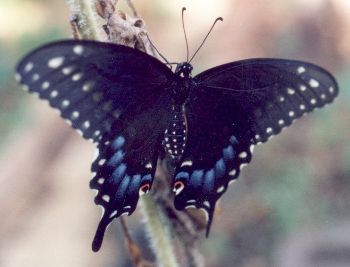 black swallowtail