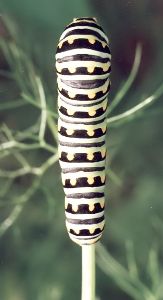 fully grown black swallowtail caterpillar on fennel
