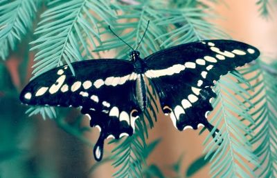 giant swallowtail on cypress tree