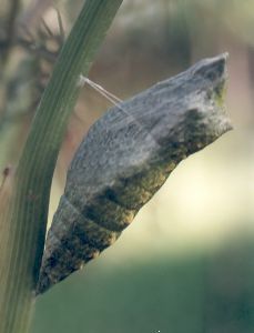 black swallowtail chrysalis