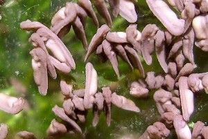 Gulf Coast toad hatchlings