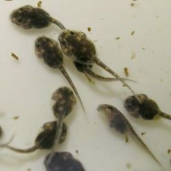 Gulf Coast toad tadpoles