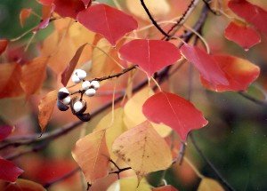 Chinese tallow tree leaves and seeds in autumn