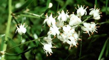 asparagus fern