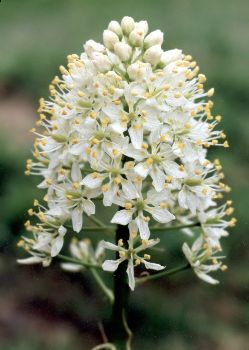 death camas