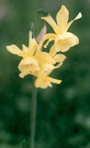daffodils