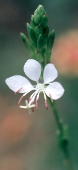 white gaura