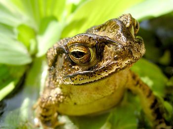 Gulf Coast toad